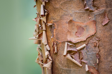 Close-up of Paper Bark Maple tree (Acer griseum) with cool green background © Mark Castiglia