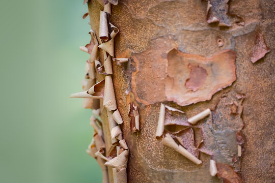 Close-up of Paper Bark Maple tree (Acer griseum) with cool green background