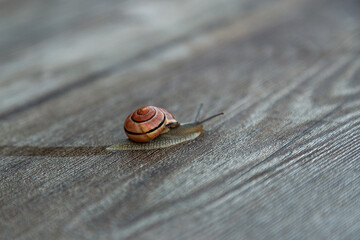 Slow Moving Garden Snail on Rustic Surface © Ирина Санжаровская