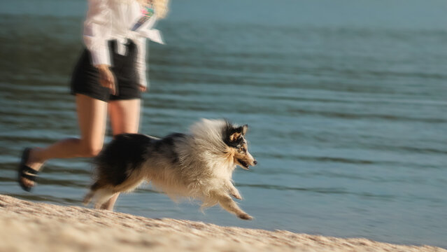 A close view captures a woman running beside her energetic Shetland Sheepdog along a peaceful lakeshore. Dynamic outdoor lifestyle image promoting fitness and companionship.