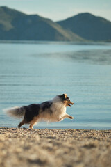 Obraz premium A happy Shetland Sheepdog runs across a sandy beach beside a peaceful mountain lake. Bright outdoor action scene full of movement, travel, and adventure.