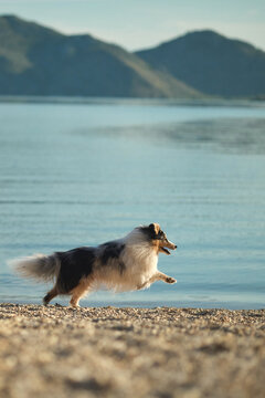A happy Shetland Sheepdog runs across a sandy beach beside a peaceful mountain lake. Bright outdoor action scene full of movement, travel, and adventure.