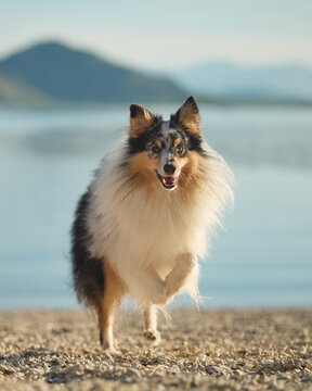 A close portrait of a beautiful Shetland Sheepdog standing on a peaceful lakeshore. Soft natural light highlights the fluffy coat and expressive face.