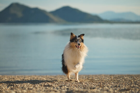 A Shetland Sheepdog enjoys a peaceful day on a sandy lakeshore surrounded by mountains and calm water. Outdoor portrait featuring travel, nature, and companionship.