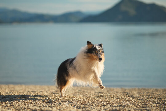 A Shetland Sheepdog enjoys a peaceful walk beside a calm mountain lake. Beautiful outdoor portrait highlighting an active lifestyle and love for nature.