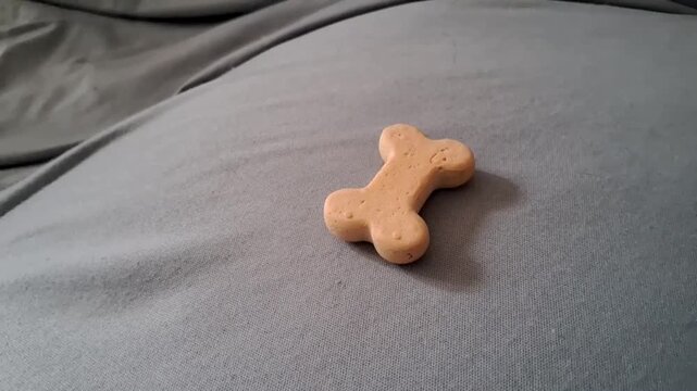 Crunchy bone shaped dog biscuit sitting on soft gray fabric video