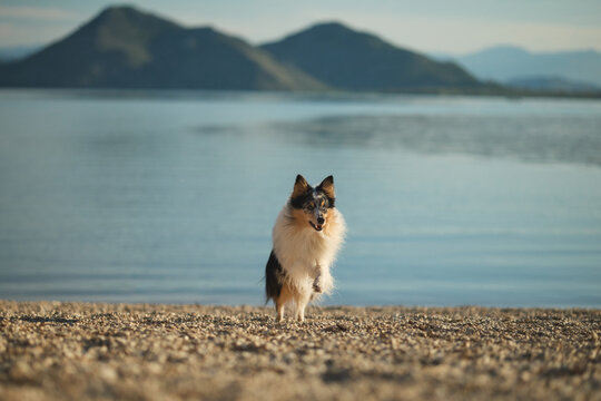 A Shetland Sheepdog sits on a quiet sandy beach beside a calm mountain lake. Peaceful outdoor portrait featuring travel, nature, companionship, and scenic summer adventure.