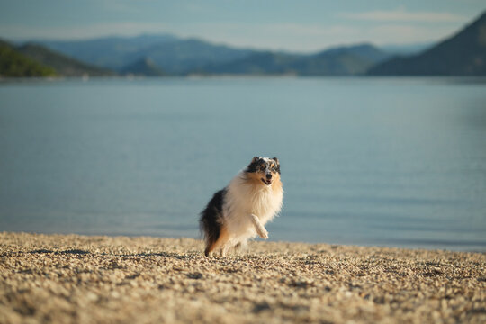 A Shetland Sheepdog poses on a quiet lakeshore with calm blue water and mountains behind. Peaceful outdoor portrait perfect for travel and lifestyle concepts.