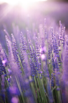 Lavender field. Blossom summer field