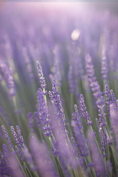 Lavender field. Blossom summer field