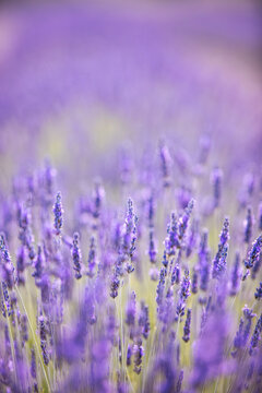 Lavender field. Blossom summer field
