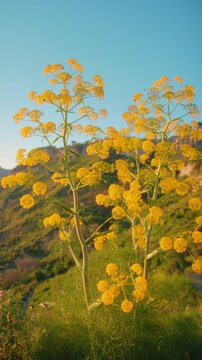 Wild fennel plant detail in Calabria near Gerace