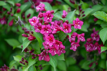 Fototapeta premium Close-up of vivid pink blossoms with green foliage background