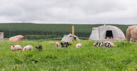 Colourful free-range outdoor piglets in a grass field. © Mike