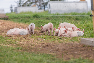 Piglets in a grass field enjoying the fresh air. © Mike