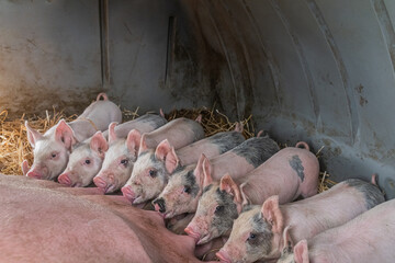 Piglets suckling their mother in a farrowing arc. © Mike