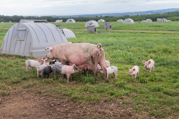 An outdoor sow with her piglets and farrowing arc in a gras field. © Mike