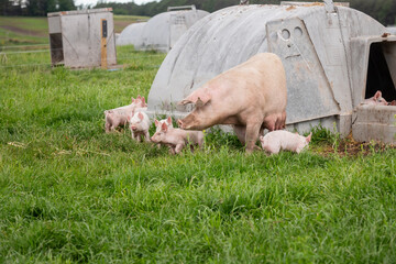 An outdoor sow with her piglets in a grass field next to her arc. © Mike