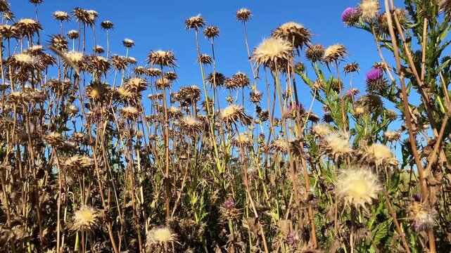 'Dried Milk Thistle' or 'Camel Thistle' plant (Turkish: Deve Dikeni) at autumn in the nature. (4K video)