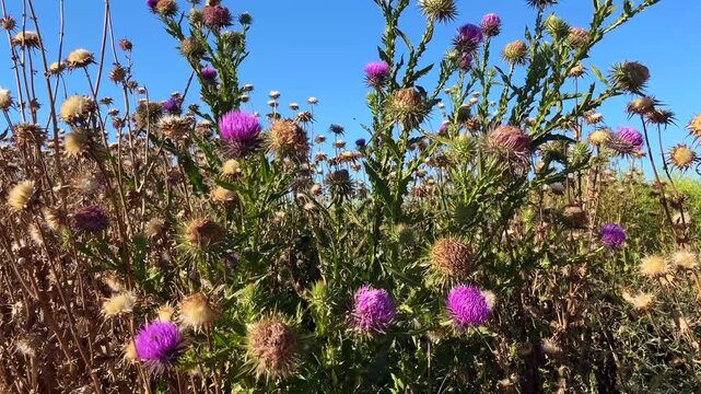 'Purple Donkey Thistle' plant (Turkish: Esek Dikeni) and 'Dried Milk Thistle' plant at autumn in the nature. (4K video)