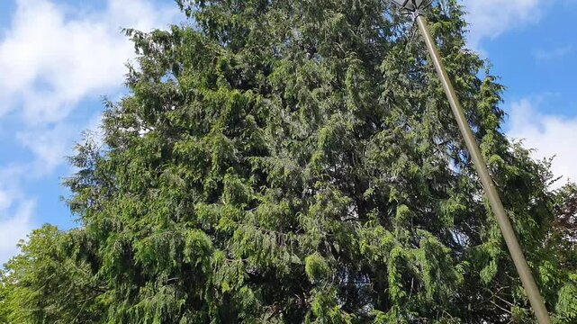 Trees at Local Public Park of Luton City England United Kingdom, Footage Was Captured During Walk on July 9th, 2026