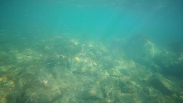 Underwater view of a rocky seabed covered with algae and sea plants, with sunlight filtering through blue Mediterranean water