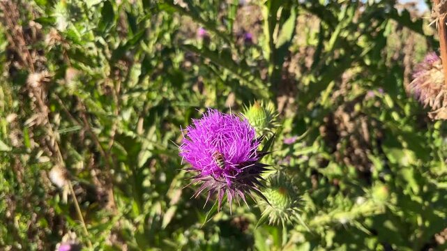'Purple Donkey Thistle' plant (Turkish: Esek Dikeni) with bee at autumn in the nature. (4K video)
