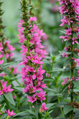 Obraz premium Gewöhnlicher Blutweiderich (Lythrum salicaria)