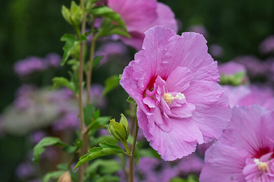 Straucheibisch, Garteneibisch (Hibiscus syriacus)