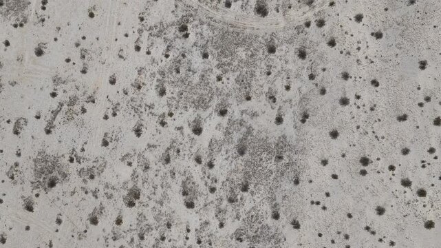 Aerial top down view of sparse desert bushes and shrubs scattered across a pale sandy landscape