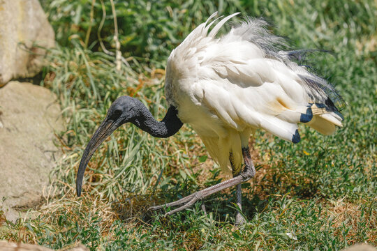African Sacred Ibis - _S5B1508