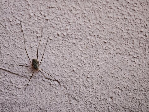 Macro shot of harvestman opiliones on stucco wall
