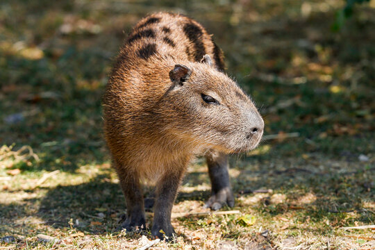 Capybara Juvenile Standing - _S5B1406
