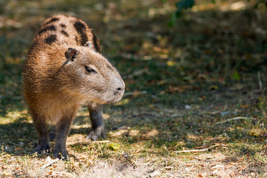 Capybara Juvenile Standing CPY-H - _S5B1406