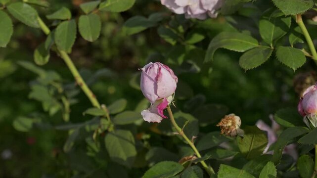 A pale pink rose bud remains closed among dense green foliage in a garden