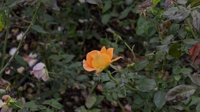 A vibrant orange rose blooms amid green garden foliage with faded flowers in the background