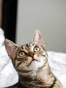 A tabby cat looks straight up