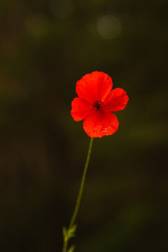Vibrant red Papaver dubium flower blooming against a dark, blurred background