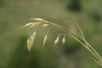 Obraz premium Close up of Bromus japonicus Japanese brome grass with drooping green spikelet in a natural outdoor setting