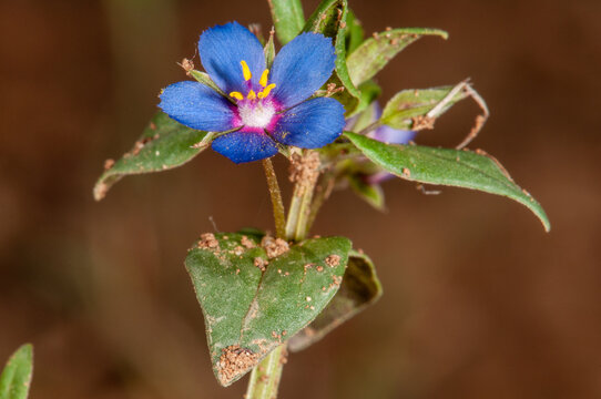 Close up of a blue Lysimachia arvensis flower with green leaves and soil particles on a blurred brown background