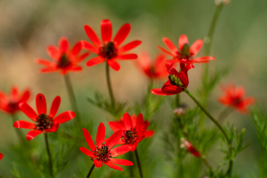 Bright red Adonis aestivalis flowers of the Ranunculaceae family blooming in a wild green meadow in summer