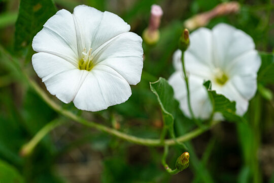 Close up view of bindweed flower