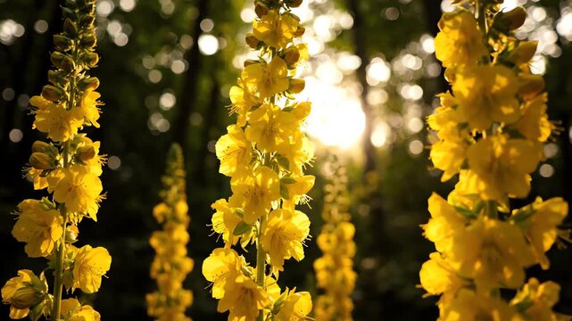 Macro focus cinematic shot of yellow mullein flowers towering over a dark forest background with a low angle forced perspective