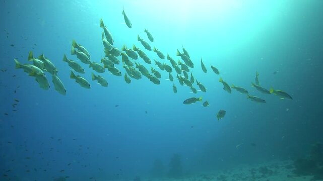 Underwater videoclip of school of fish in the blue sea.