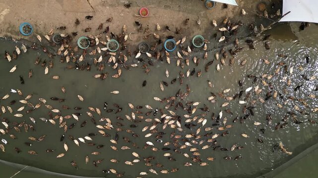 Documentary-style drone footage of documenting natural duck behavior, including feeding, swimming, social interaction, and occasional wing flapping in the Morong River at ecosystem in Morong, Rizal.