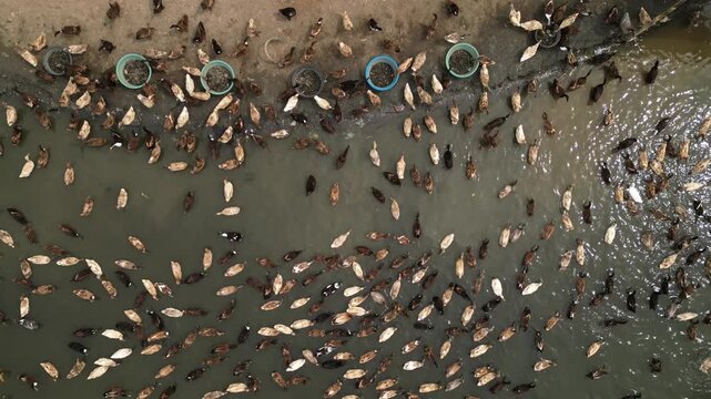 Smooth pullback drone reveal showcasing ducks swimming peacefully within the freshwater ecosystem of the Morong River in Morong, Rizal, Philippines.