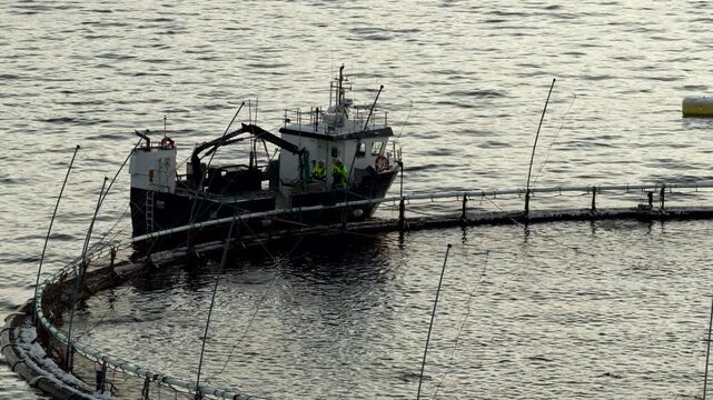 Aquaculture workboat docked next to salmon farm pen with lunging fish. Drone