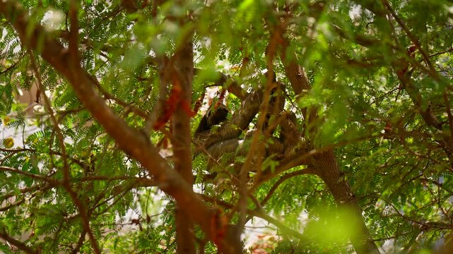 Lethargic sloth hanging out on branches in tree canopy, upward telephoto