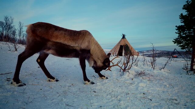 Caribou or reindeer in snowy camp with fire burning next to Sami tent in Tromso