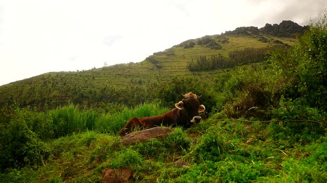 Brown ox resting on grassy hillside in Peru's Sacred Valley countryside, seated as it shakes ears
